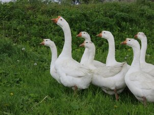 Goose feast, new wine, and merriment: We set out to discover the traditions and customs of St. Martin's Day.