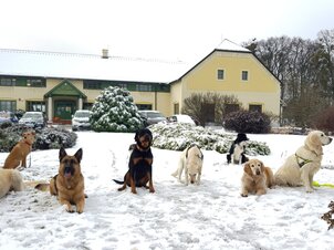 Kutyás hétvége – Advent a Bakonyban