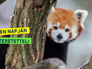 Veszprém Zoo is a whole day's adventure!
